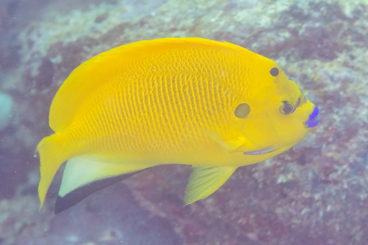 Żółta ryba Apolemichthys trimaculatus przy rafie koralowej u wybrzeży Mahé