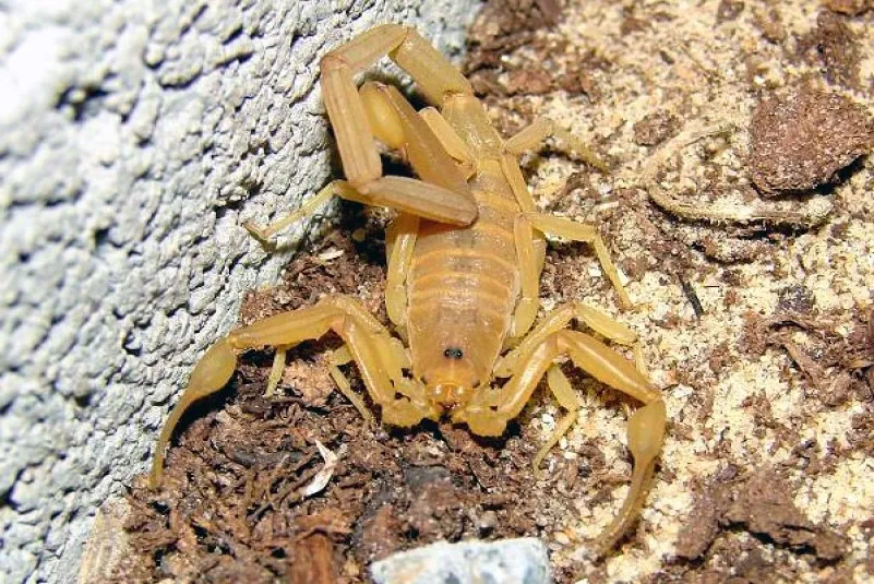 Jasnożółty skorpion na piaszczystym podłożu przy murze