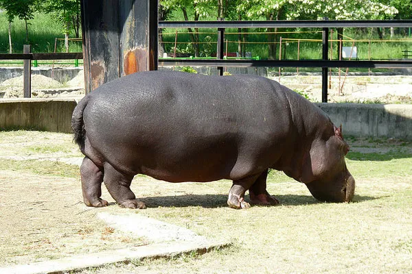 Jeden z mieszkańców tutejszego zoo