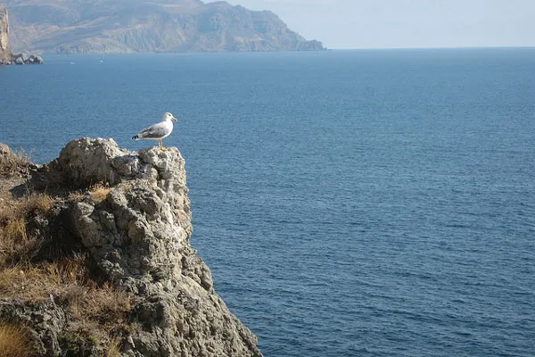 Mewa na skalnym cyplu nad Morzem Czarnym