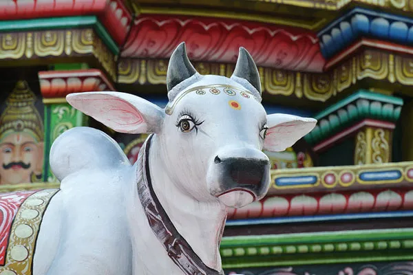 Biała rzeźba krowy przed kolorowo zdobioną ścianą świątyni Sri Mariamman