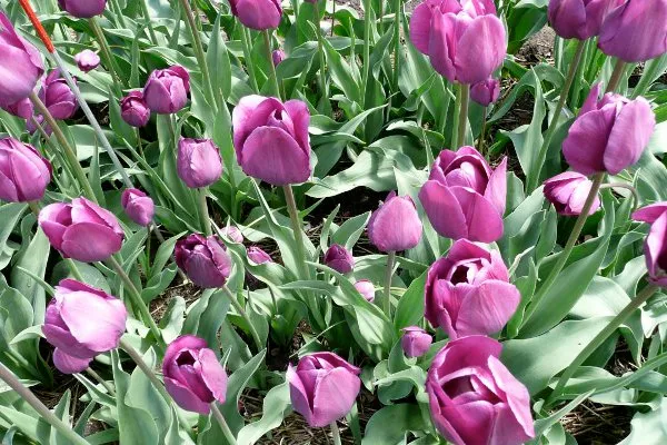 Jednym z symboli Holandii są tulipany