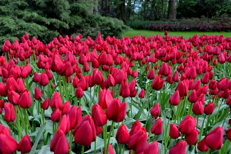 Tulipany są symbolem Holandii