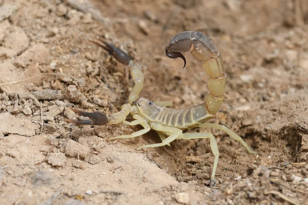 Skorpion Androctonus australis na piaszczystej ziemi w Tunezji