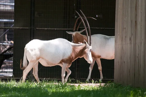 Na terenie Parku Narodowego Sidi Toui reintrodukowano piękny gatunek antylopy – oryksa szablorogiego (Oryx dammah)