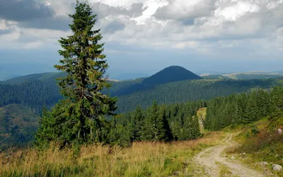 Samotny świerk i polna droga na tle zalesionych szczytów Karpackiego Parku Narodowego