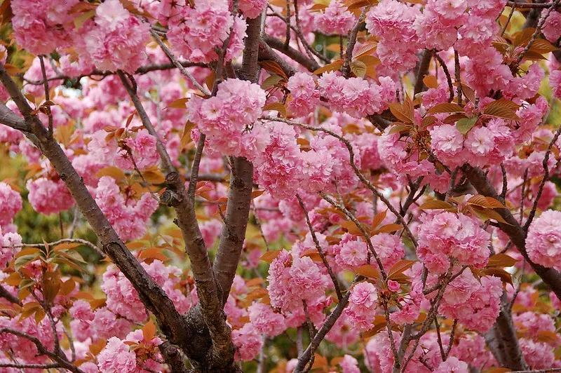 Wiśnie japońskie są bardzo popularne na Ukrainie m.in. w Nikitskim Ogrodzie Botanicznym