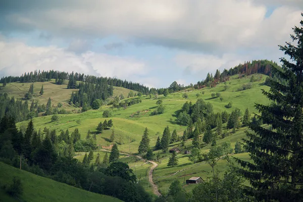 Zielone karpackie wzgórza ze świerkami, drewnianymi chatami i polną drogą