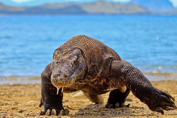 Waran z Komodo
