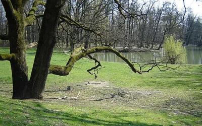 Bezlistne drzewa i łąka w parku Maksimir wczesną wiosną