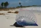 Niebiesko-fioletowy pęcherz żeglarza portugalskiego (Physalia physalis) wyrzucony na piaszczystą plażę