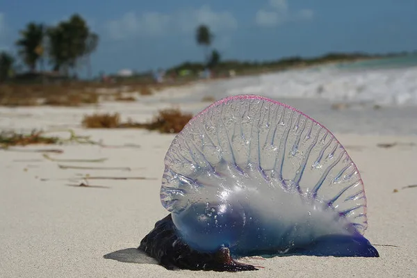 Niebiesko-fioletowy pęcherz żeglarza portugalskiego (Physalia physalis) wyrzucony na piaszczystą plażę