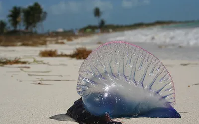 Niebiesko-fioletowy pęcherz żeglarza portugalskiego (Physalia physalis) wyrzucony na piaszczystą plażę