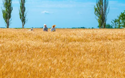 Łan złotego zboża pod błękitnym niebem, przypominający barwy flagi Ukrainy