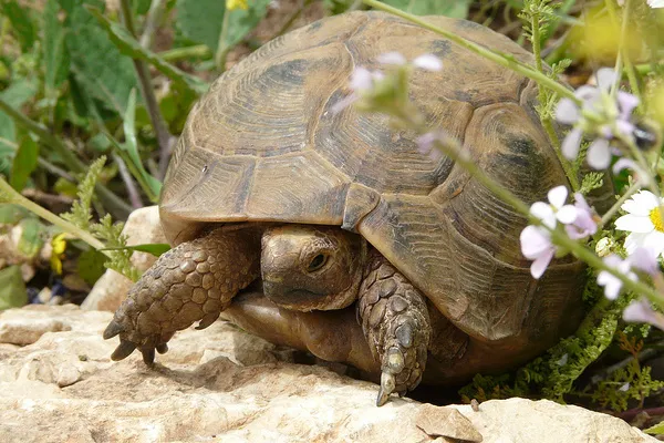 Żółw śródziemnomorski (Testudo graeca nabeulensis)