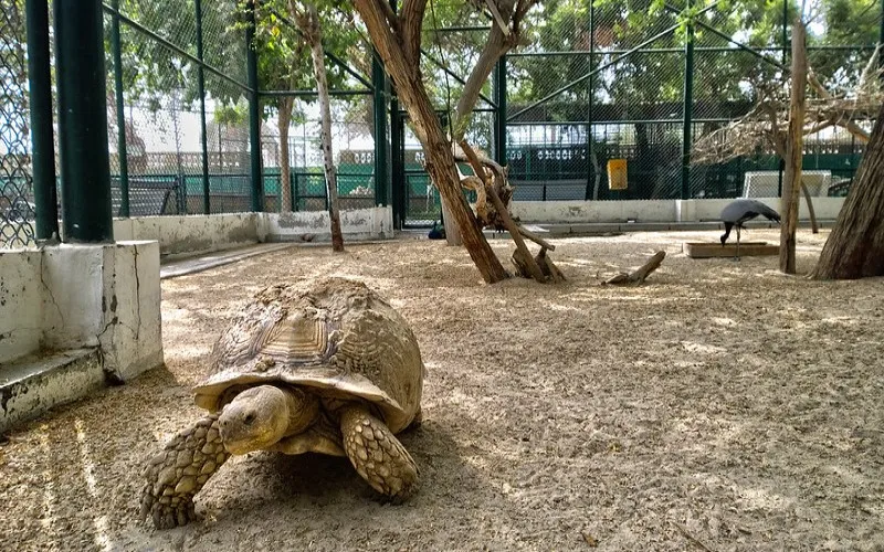 Żółw pustynny w wybiegu dawnego dubajskiego zoo