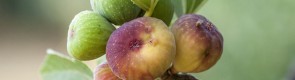 Owoce Chorwacji – figi 