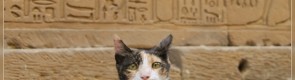 Koty w starożytnym Egipcie 