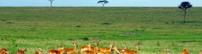 Safari – mały raj na Ziemi