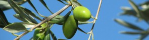 Oliwki – zielony skarb Tunezji