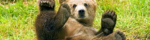 Ośrodek Rehabilitacji Niedźwiedzi Brunatnych 