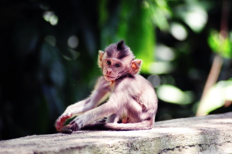 Bali | W Małpim Gaju mieszka około 300 makaków