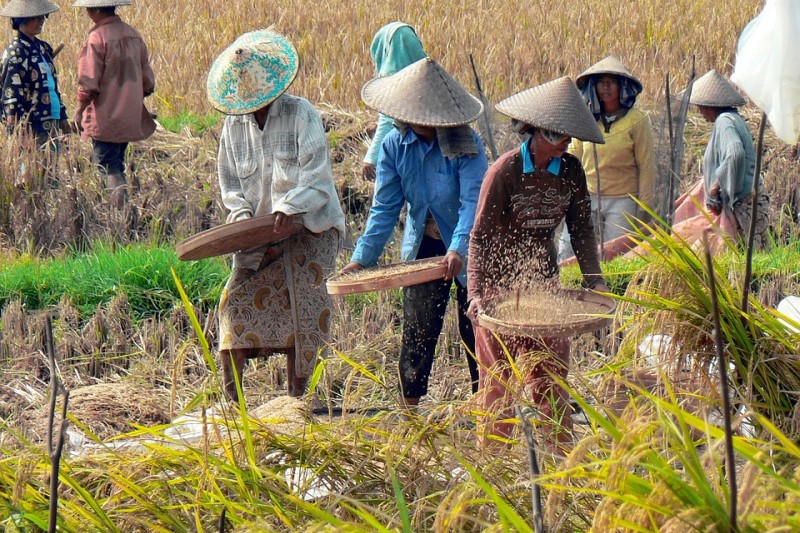 Bali | Rolnicy podczas sadzenia ryżu
