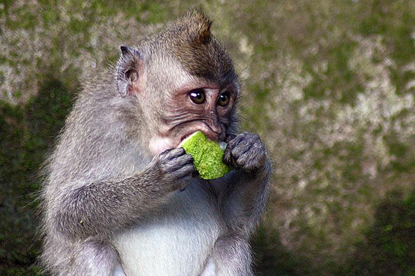 Bali | Jedną z najpopularniejszych atrakcji Ubu jest Monkey Forest