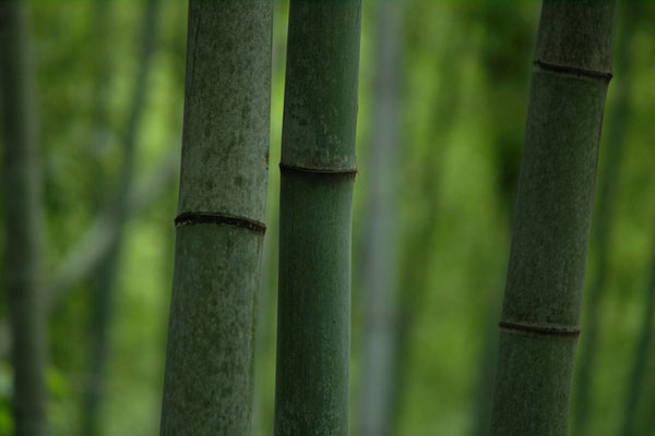Chiny | Charakterystyczne bambusowe rurki z kolankami wzrostu