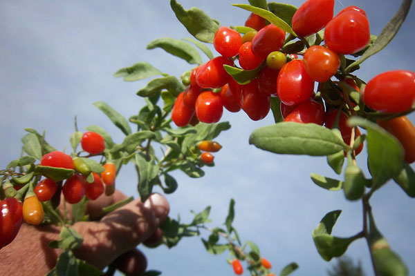 Chiny | Goji berries pomagają zachować młodość!