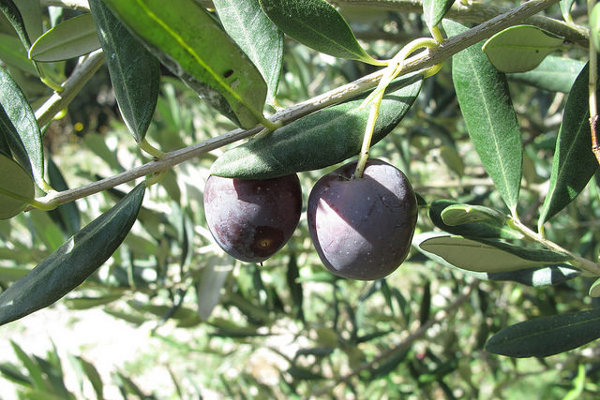 Chorwacja | Oliwki i oliwa z Istrii zachwyci smakiem niejednego smakosza