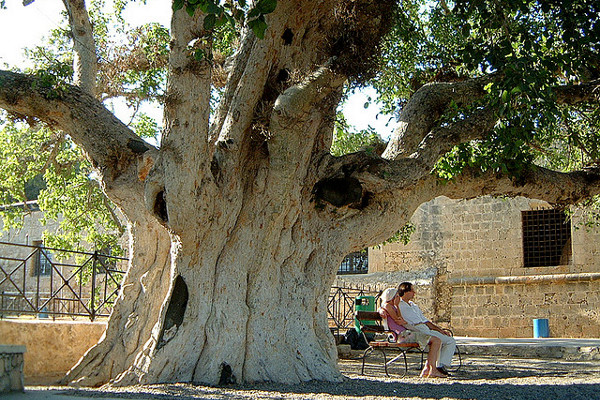 Cypr | Około 600-letni jawor rosnący na dziedzińcu klasztoru Ayia Napa