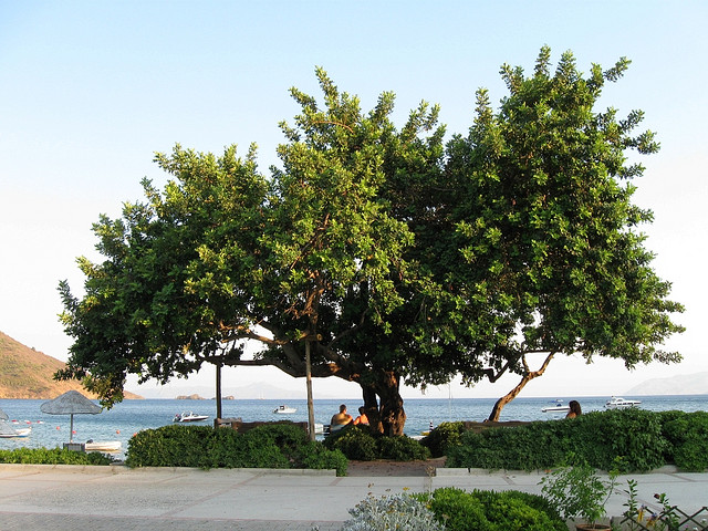 Cypr | Drzewa karobowe zdominowały krajobraz Cypru