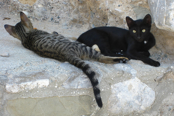 Cypr | Cypr nazywany bywa "wyspą kotów"