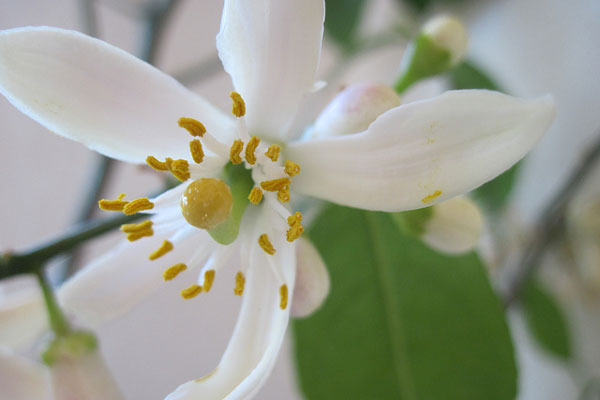 Cypr | Piękny i wonny kwiat cytryny