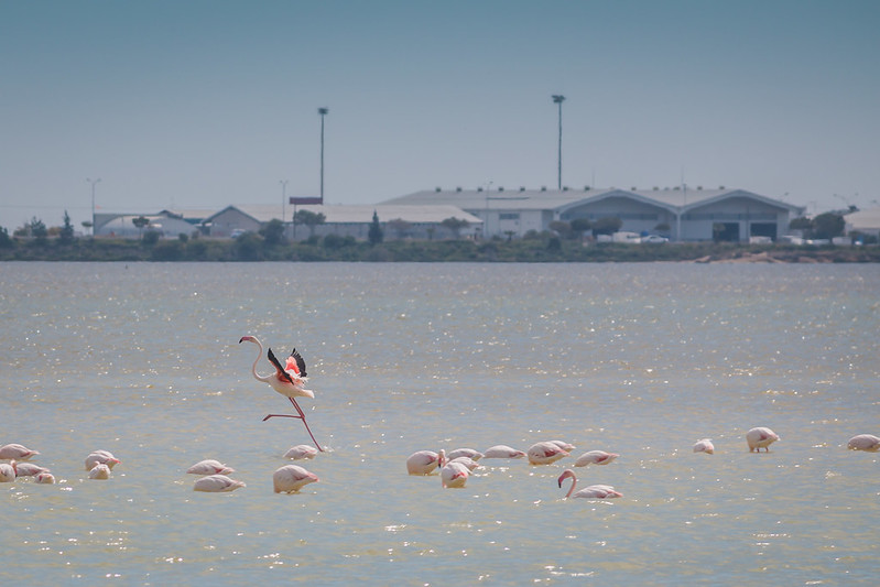 Cypr | Nad słonym jeziorem w pobliżu Larnaki gromadzą się stada flamingów – to naprawdę przepiękny widok!