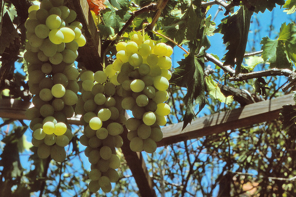 Cypr | Do produkcji zivanii wykorzystuje się lokalne szczepy winorośli