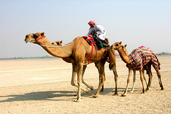 Dubaj | Najpopularniejszym pustynnym zwierzęciem są wielbłądy