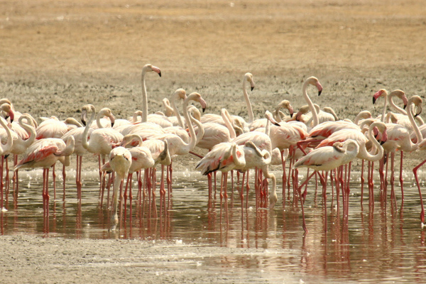 Dubaj | W Ras al-Khor żyje około 500 flamingów różowych