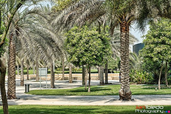 Dubaj | Rośnie tu 3000 palm