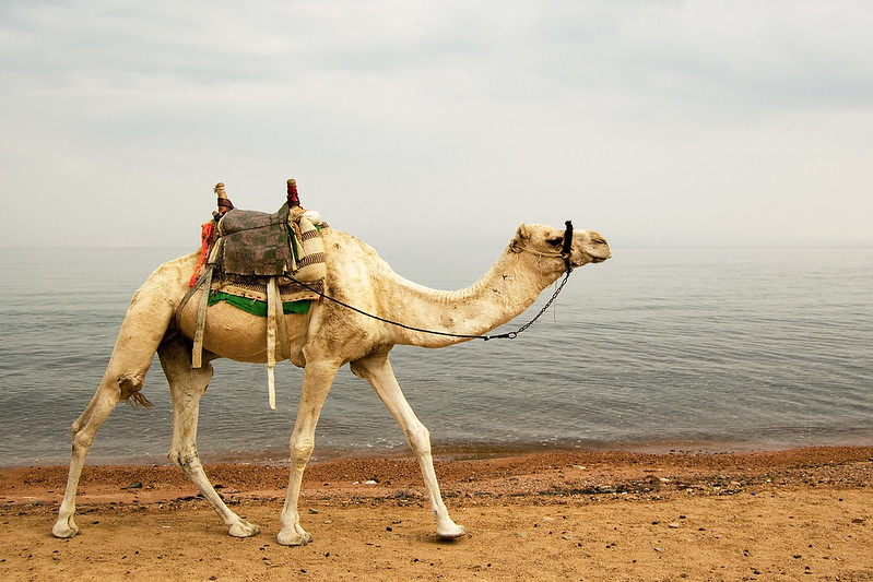 Egipt | Wielbłąd na plaży w Dahab