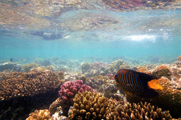 Egipt | Jeśli ktoś chce podziwiać piękne koralowce, powinien udać się na Rafę Koralową Morza Czerwonego
