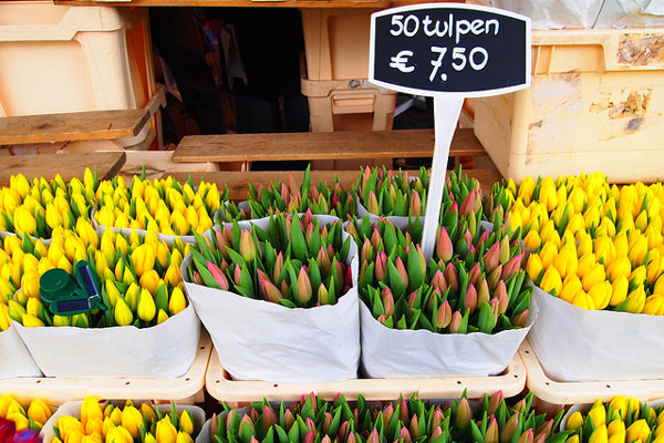 Holandia | Amsterdamskie tulipany