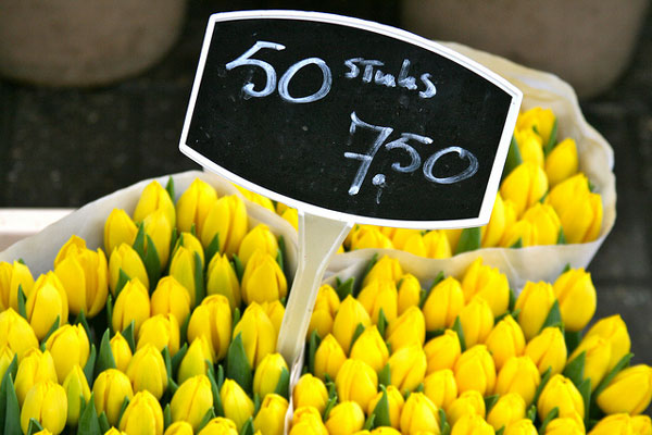 Holandia | Ile za bukiet tulipanów?
