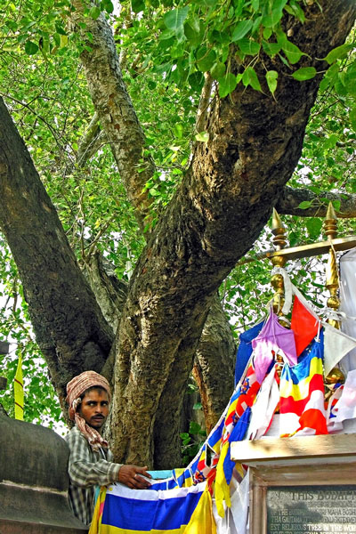 Indie | Drzewo Oświecenia