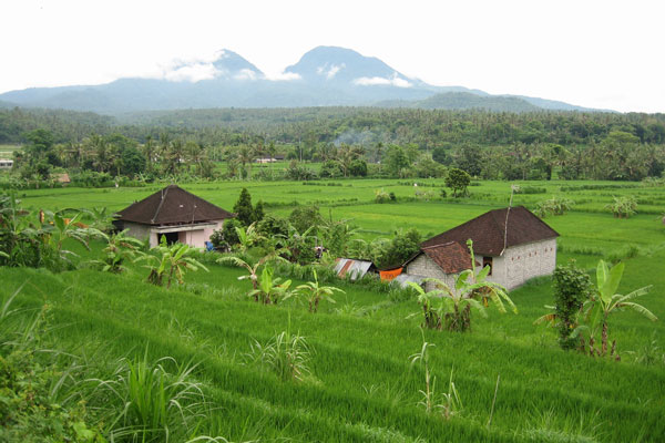 Indonezja | Krajobraz Indonezji współtworzą rozległe plantacje kawy i herbaty oraz tarasy ryżowych pól