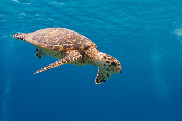 Jamajka | Podczas nurkowania spotkamy wiele morskich zwierząt