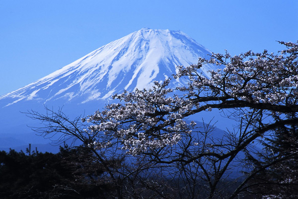 Japonia | Baśniowy krajobraz z górą Fudżi i kwiatem kwitnącej wiśni