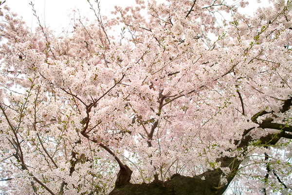 Japonia | Kwitnące wiśnie