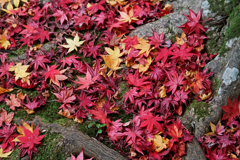 Japonia | Barwne liście japońskich klonów jesienią
